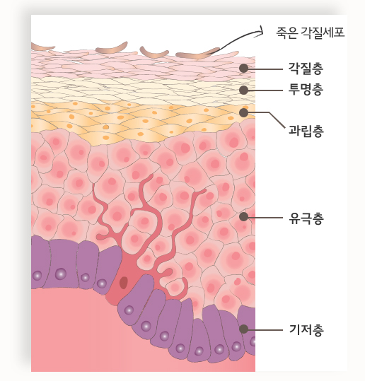 피부장벽