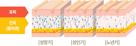 진피(콜라겐) 성장기, 성인기, 노년기